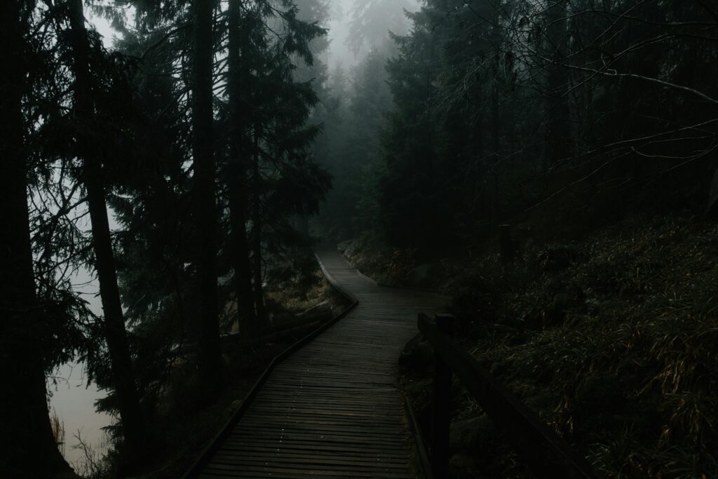 Nature-inspired minimalism A scene from a quiet forest path suggesting peace through simplicity.